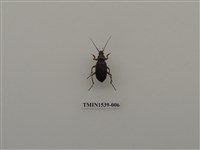 藏品(擬天牛科)的圖片